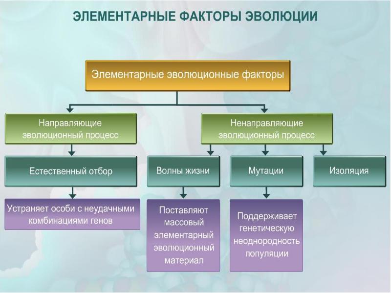 Составьте схему эволюционные факторы