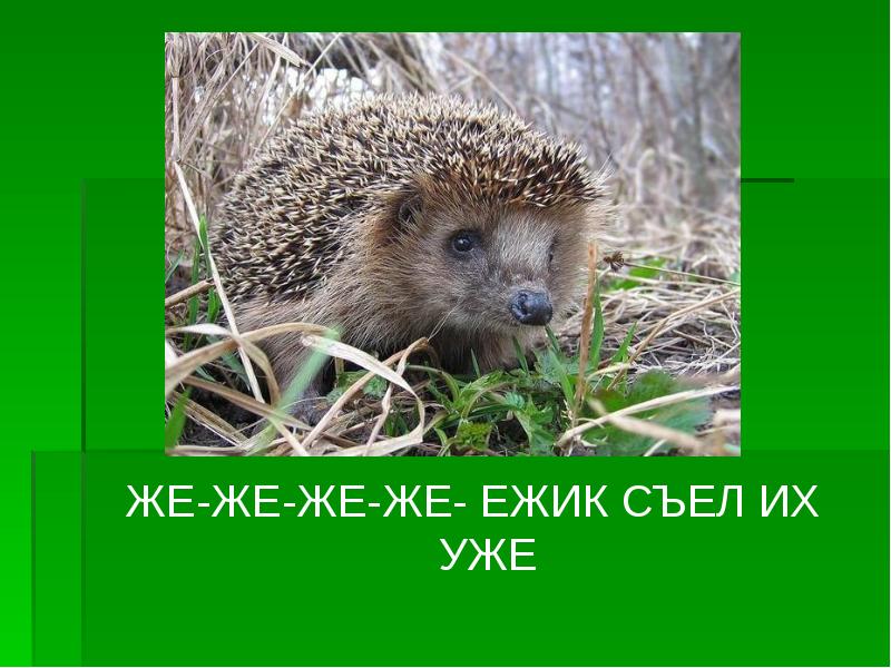 Ежик ел колючку. Смешной ежик. Ежик демотиватор. Вонючий ежик. Ежик.