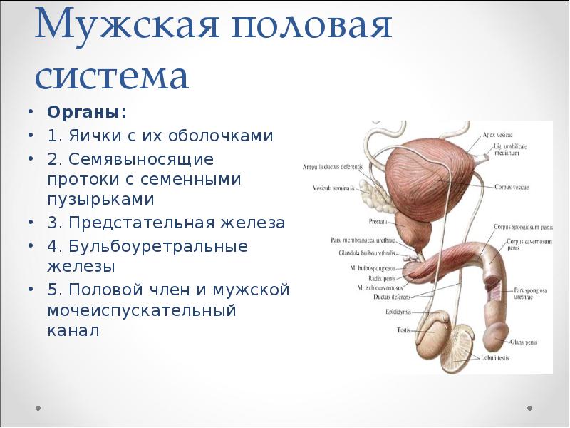 Доклад: Предстательная железа