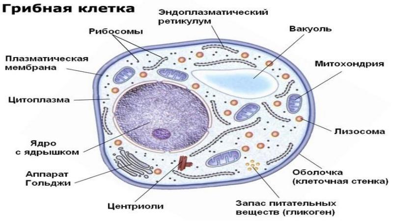 Фотографии клетки гриба