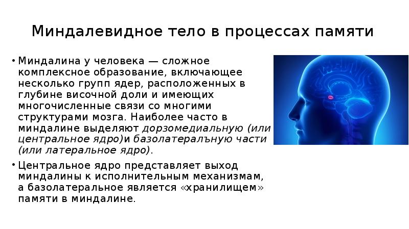 Миндалевидное тело. Миндалевидное ядро функции. Миндалевидное тело функции. Миндалевидное тело мозга функции.