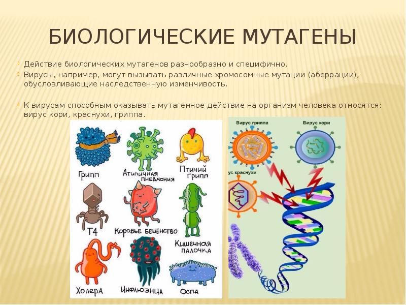 Мутагены их влияние на здоровье человека презентация