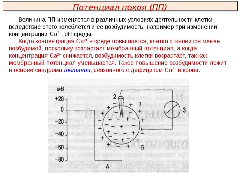 Потенциал покоя. Мембранный потенциал покоя схема. Величина мембранного потенциала в возбудимых тканях. Схема мембранного потенциала возбудимой клетки. Мембранный потенциал покоя возбудимых клеток.