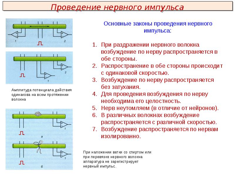 Проведение импульсов. Нервный импульс схема. Проведение импульсов. Сальтаторное проведение. Нарушение передачи нервных импульсов.