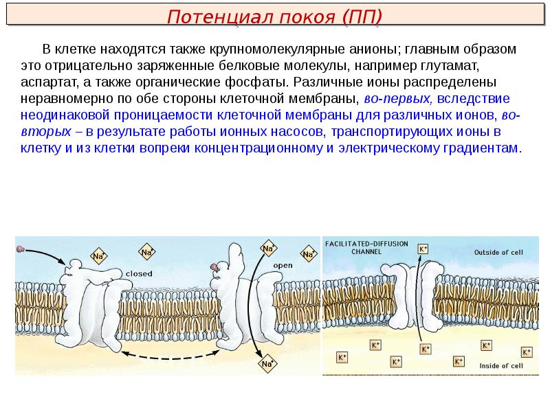 Потенциал клетки. Потенциал покоя клетки. Заряд мембраны клетки. Потенциал покоя нервной клетки. Заряд мембраны клетки в покое обусловлен.