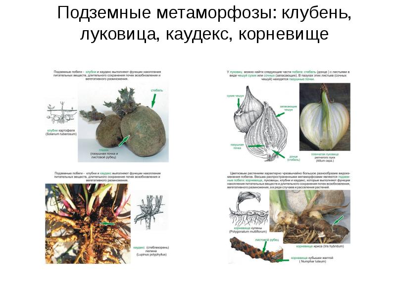 Проект на тему морфология