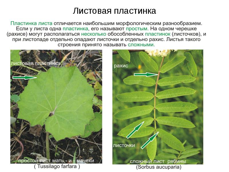 Форма листовой пластинки листа сирени