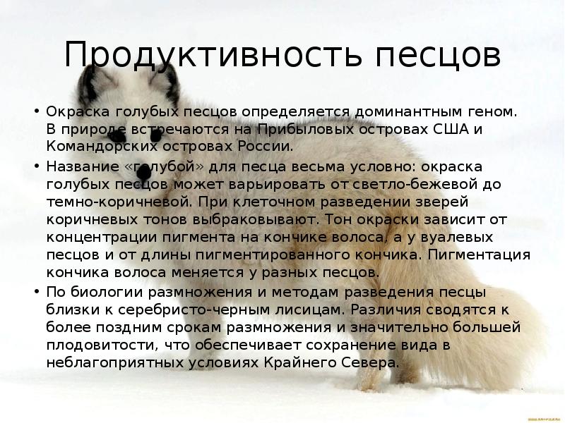 Сообщение на тему звероводство. Звероводство презентация 7 класс биология. Сообщение на тему Звероводство по биологии 7 класс. Сообщение по биологии на тему Звероводство. Звероводство сообщение по биологии 7 класс.