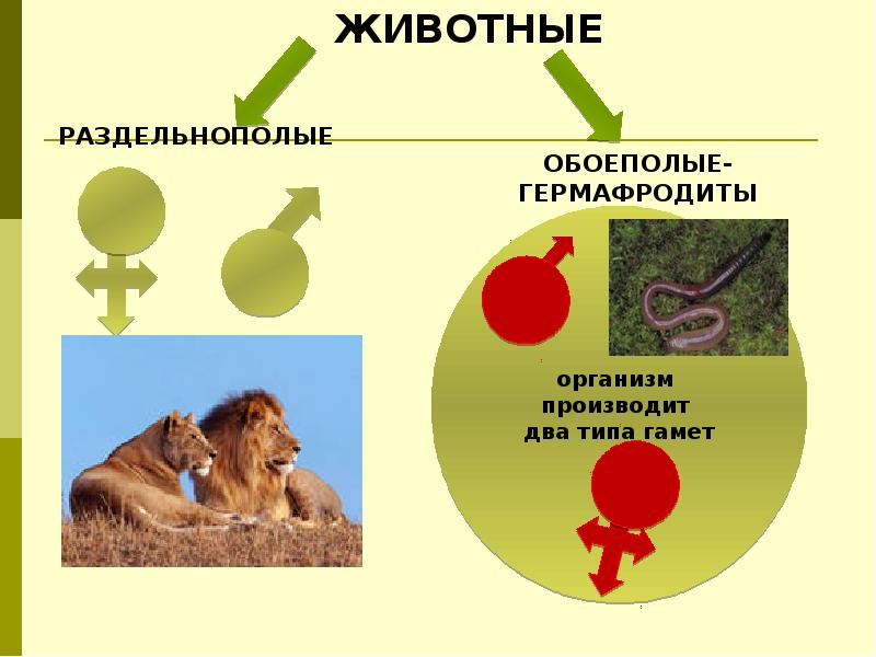 Презентация по биологии 6 класс на тему половое размножение животных