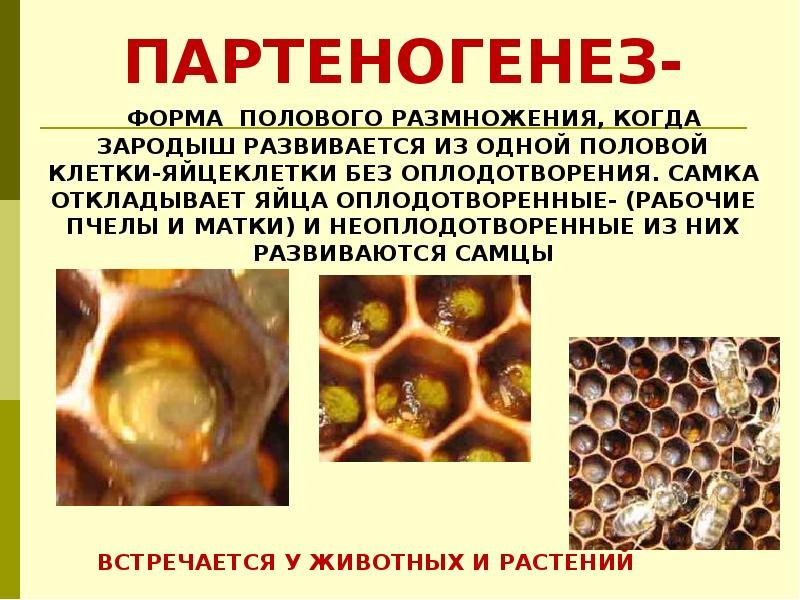 Презентация по биологии 6 класс на тему половое размножение животных