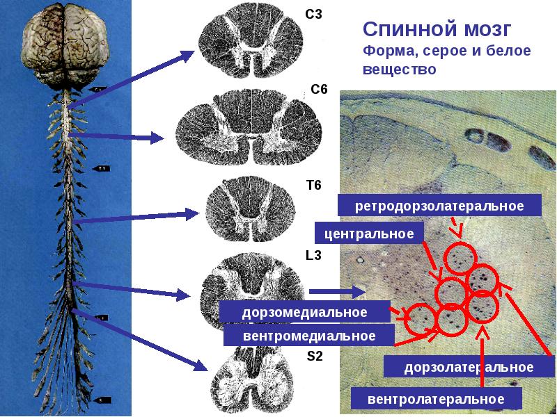 Вегетативная спора. Серое и белое вещество нервной системы. Форма спинного мозга. Серое вещество нервной системы это. Организация серого вещества в ЦНС.