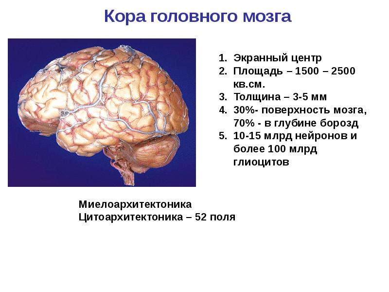 Вегетативный мозг. Нервные центры экранного типа. Миелоархитектоника коры больших полушарий.