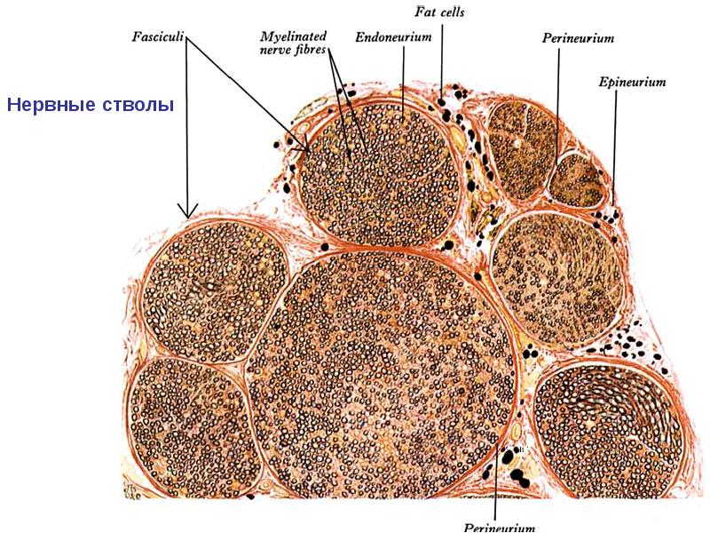 Типы нервных стволов. Поперечный срез нервного волокна гистология. Поперечный срез периферического нерва гистология. Периферический нерв гистология. Поперечный срез периферического нерва гистология препарат.