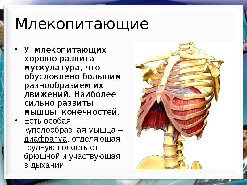 Презентация биология 7 класс млекопитающие или звери