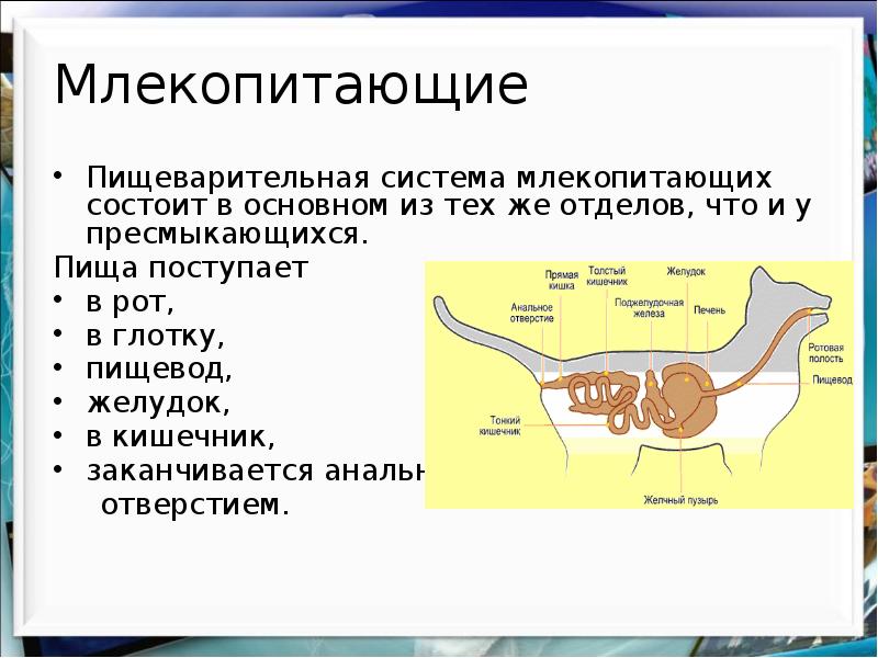 Класс млекопитающие внешнее и внутреннее строение урок по биологии 7 класс презентация