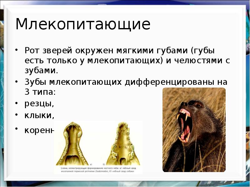 Класс млекопитающие внешнее и внутреннее строение урок по биологии 7 класс презентация