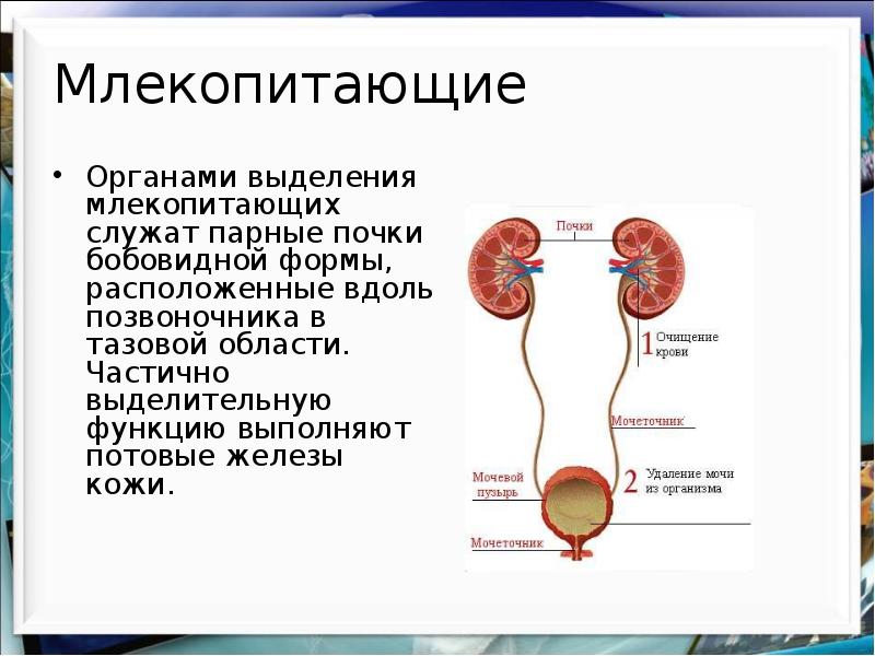 Органы выделения 7 класс презентация