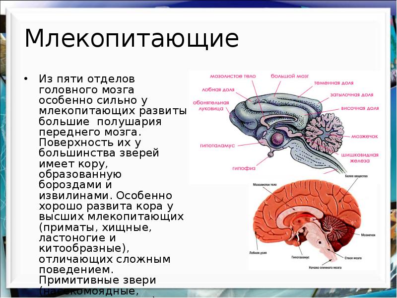 Какой отдел мозга млекопитающих имеет два полушария. Отделы головного мозга млекопитающих. Головной мозг млекопитающих. Млекопитающие презентация 7 класс. Строение мозга млекопитающих.