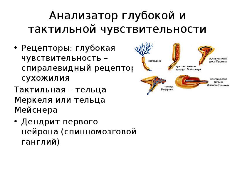 Чувствительные рецепторы. Чувствительный анализатор и осязательный анализатор. Анализатор глубокой и тактильной чувствительности. Глубокая и тактильная чувствительность. Чувствительность анализаторов.