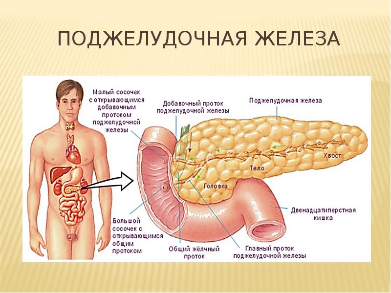 Поджелудочная железа рисунок