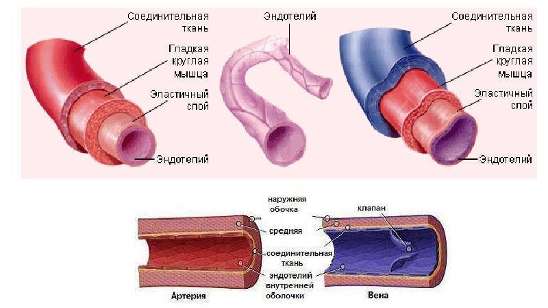 Кровь рисунок анатомия