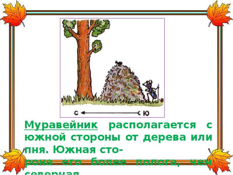 С какой стороны дерево. Муравейник с Южной стороны дерева. Муравейник располагается с Южной стороны. Муравейники расположены с стороны деревьев. Муравейник стороны горизонта.