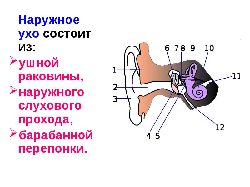 Презентация наружное ухо