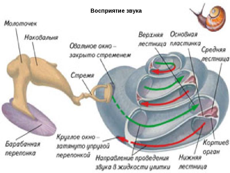 Восприятие звука рисунок