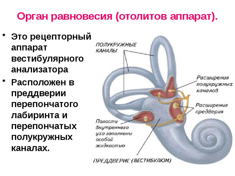 Орган слуха и вестибулярный аппарат рисунок