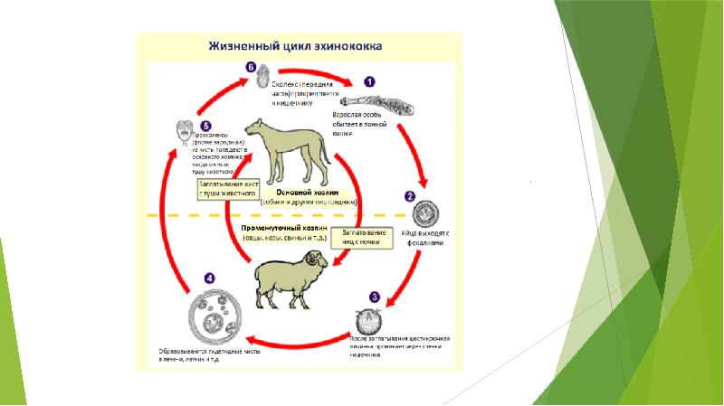 Ленточные жизненный цикл. Жизненный цикл ленточных червей 7 класс. Ленточные черви (цестоды). Ленточные черви жизненный цикл. Жизненный цикл ленточных червей.