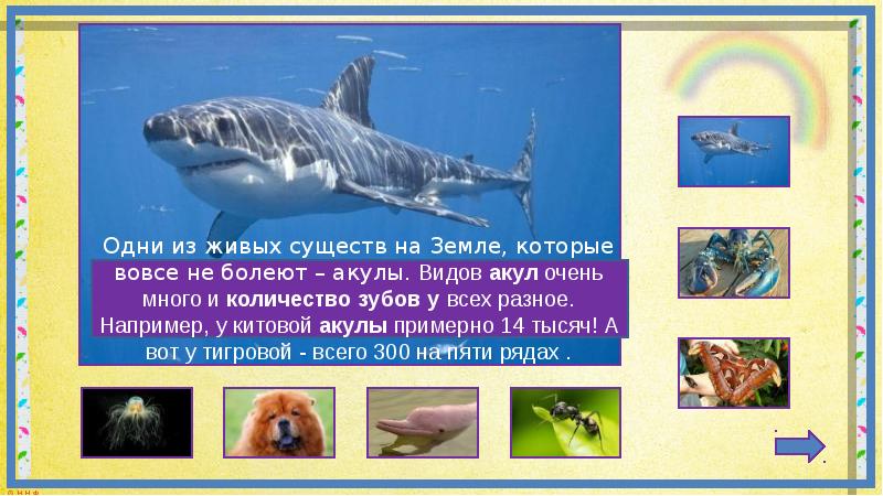 категории живых существ. систематика животных царство тип класс отряд. категории живых существ. царство животных классификация. классификация по карлу линнею.