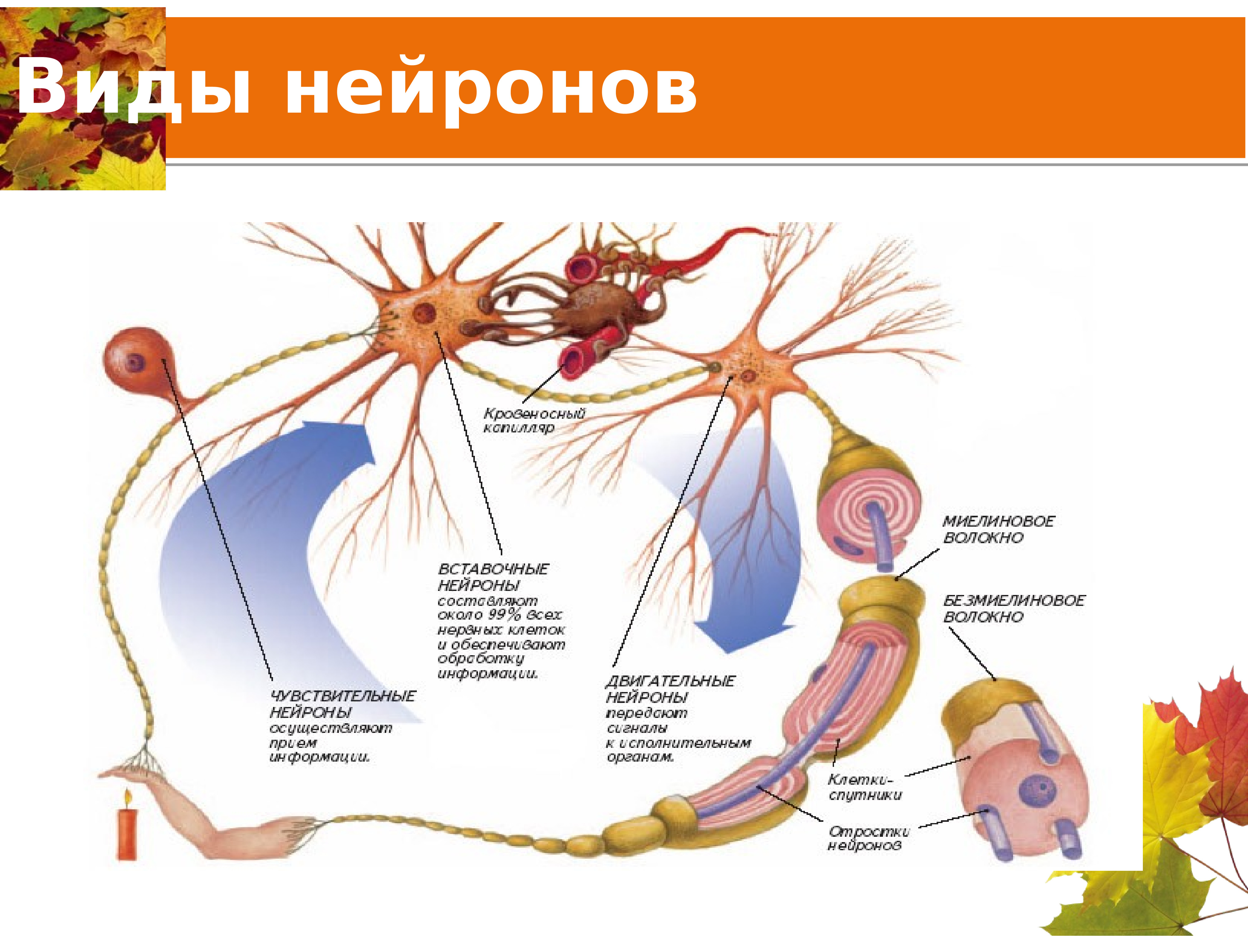 Вставочный нейрон. Строение и типы нейронов. Нервная ткань типы нейронов. Строение нервной системы виды нейронов. Типы нейронов анатомия.