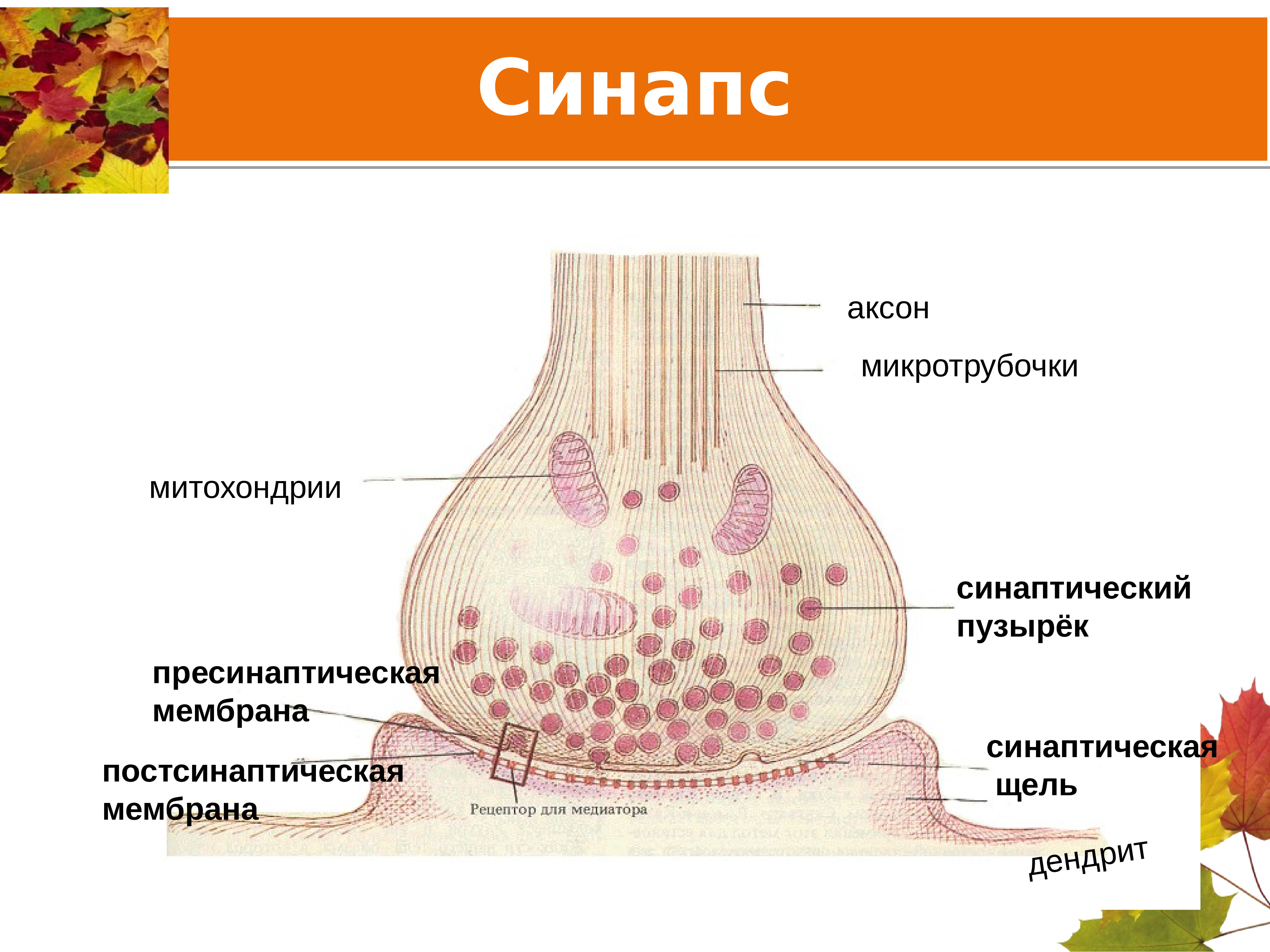 Синапсом называется. Синаптические пузырьки гистология. Строение синапса везикулы. Структура синапса рисунок. Синапс пресинаптическая мембрана.