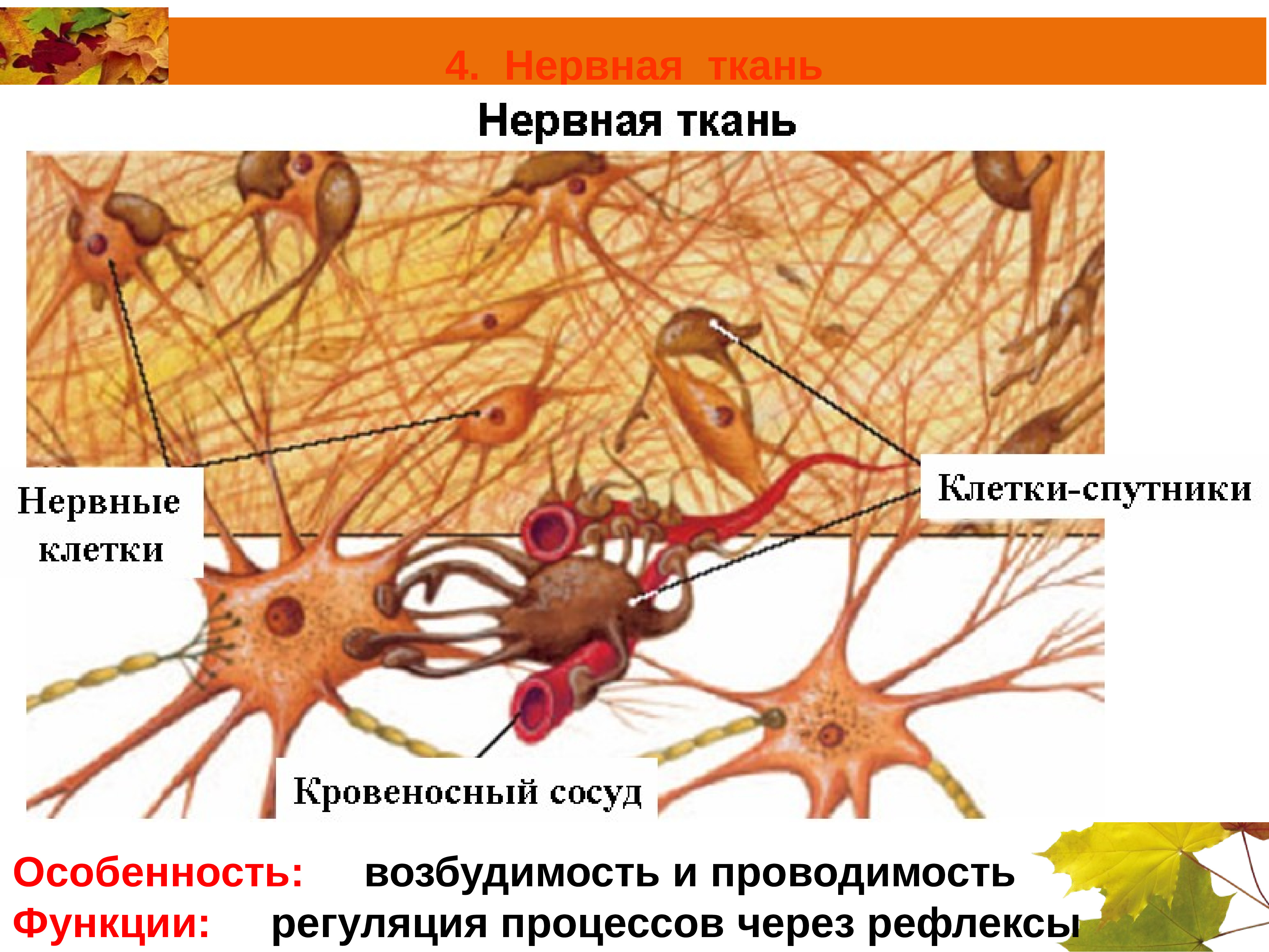 Ткани человека нервная Нейроны и нейроглии