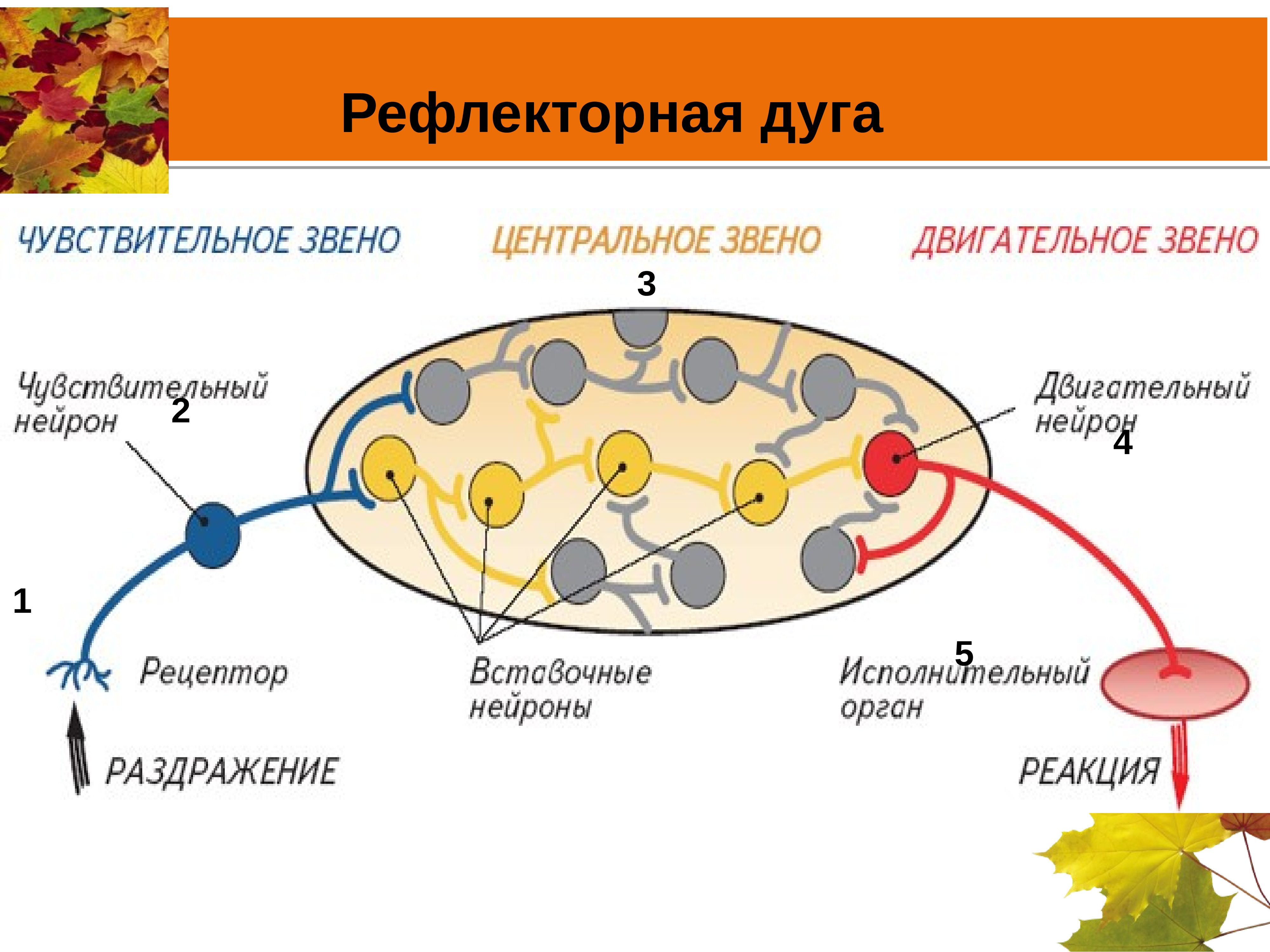 Чувствительный. Исполнительный Нейрон в рефлекторной дуге. 5 Звеньев рефлекторной дуги. Звенья рефлекторной дуги двигательного нейрона. Функция чувствительного нейрона в рефлекторной дуге.