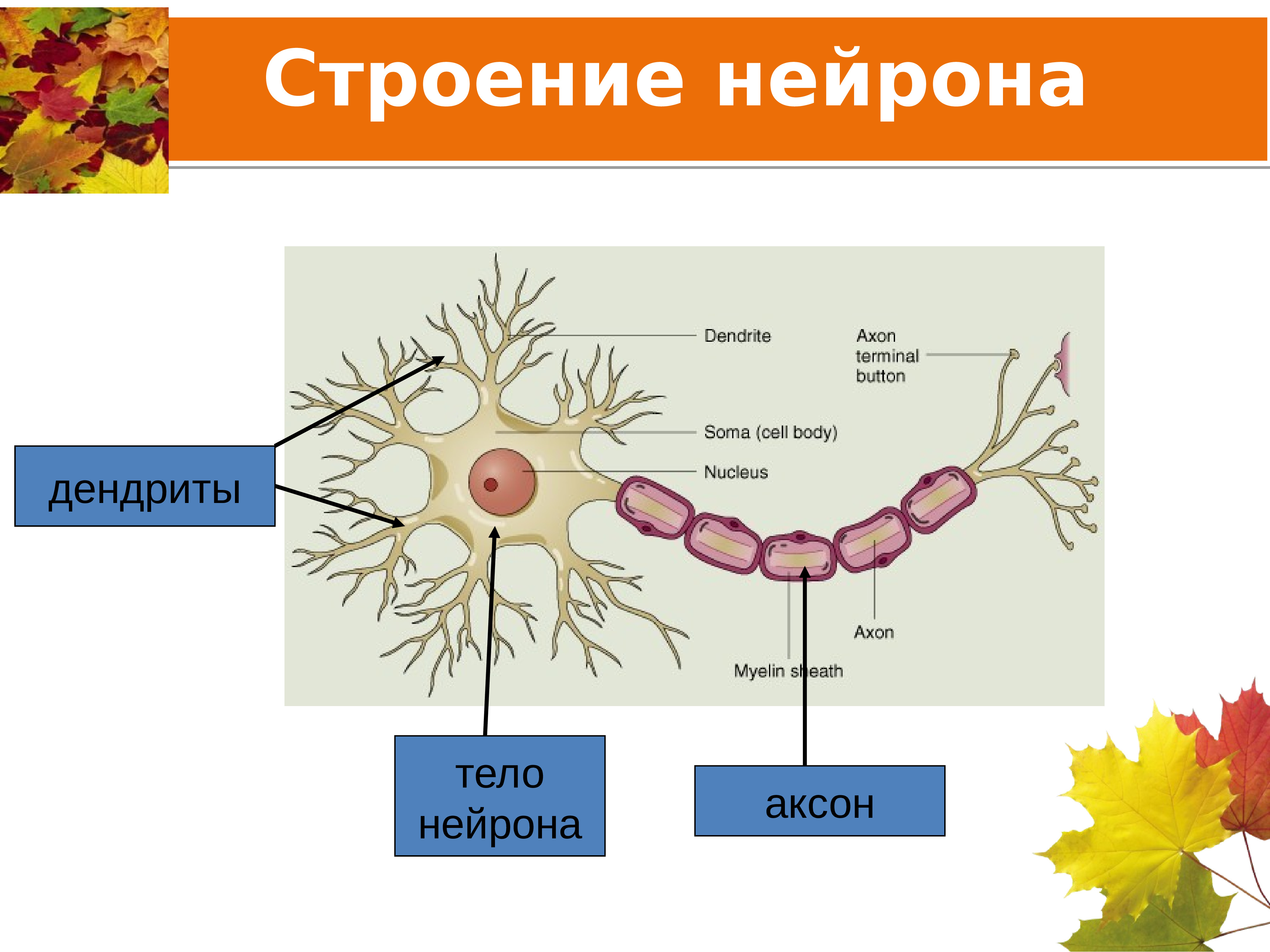 Аксон строение нейрона