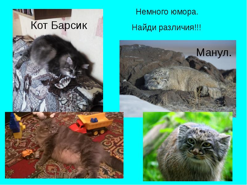 Кот манул презентация