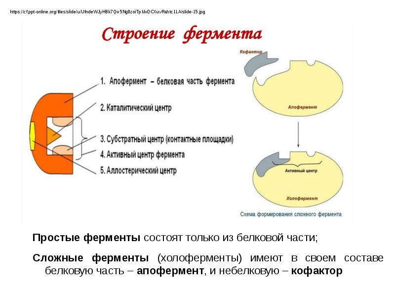 Строение фермента рисунок