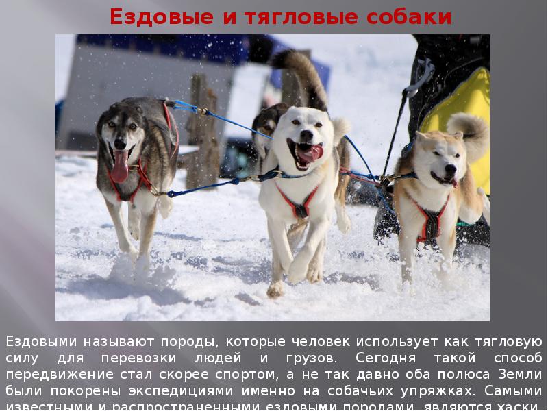 Интересные факты о немецкой овчарке. Профессии собак для детей. Профессии собак. Собака служит человеку. Профессии собак презентация.