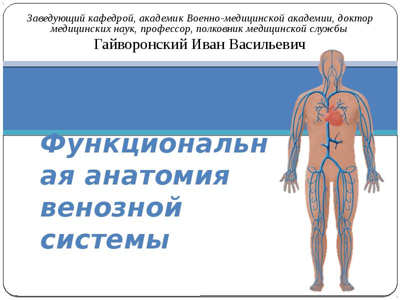 Венозная система анатомия. Функции венозной системы. Функциональная анатомия венозной системы лекция Гайворонский. Венозная система для медицинской услуги.