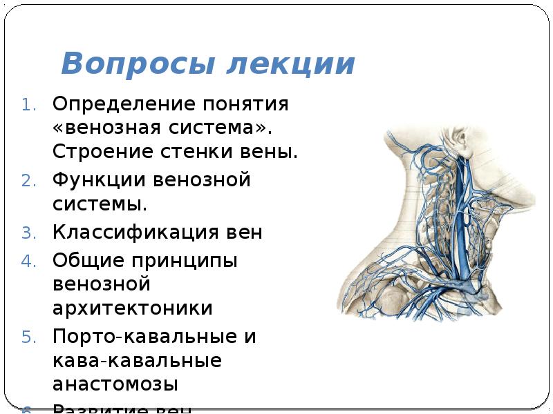 Вены стенок и органов полости таза перечислить их особенности ход и стоки