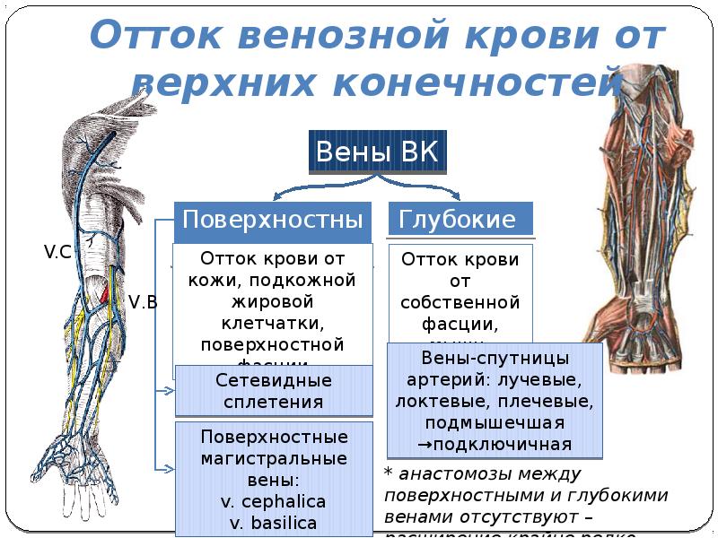 Поверхностные и глубокие вены конечностей. Верхняя конечность Вена анатомия. Подкожные вены верхней конечности анатомия. Головная Вена верхней конечности. Анатомия глубоких вен верхних конечностей.