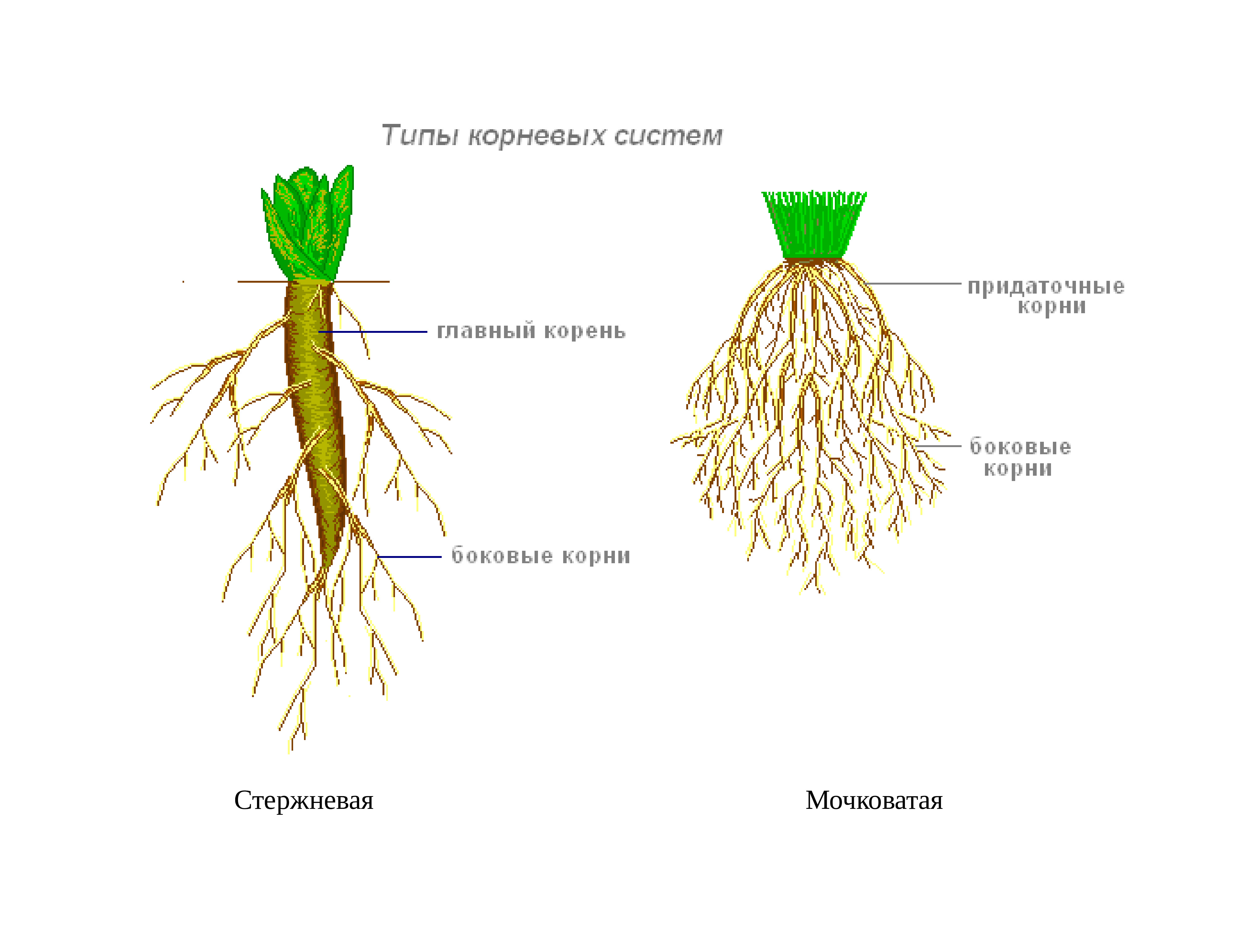 Какая корневая система. Строение мочковатой корневой. Стержневая и мочковатая корневая система. Типы корневых систем у растений. Стержневая мочковая система корны.