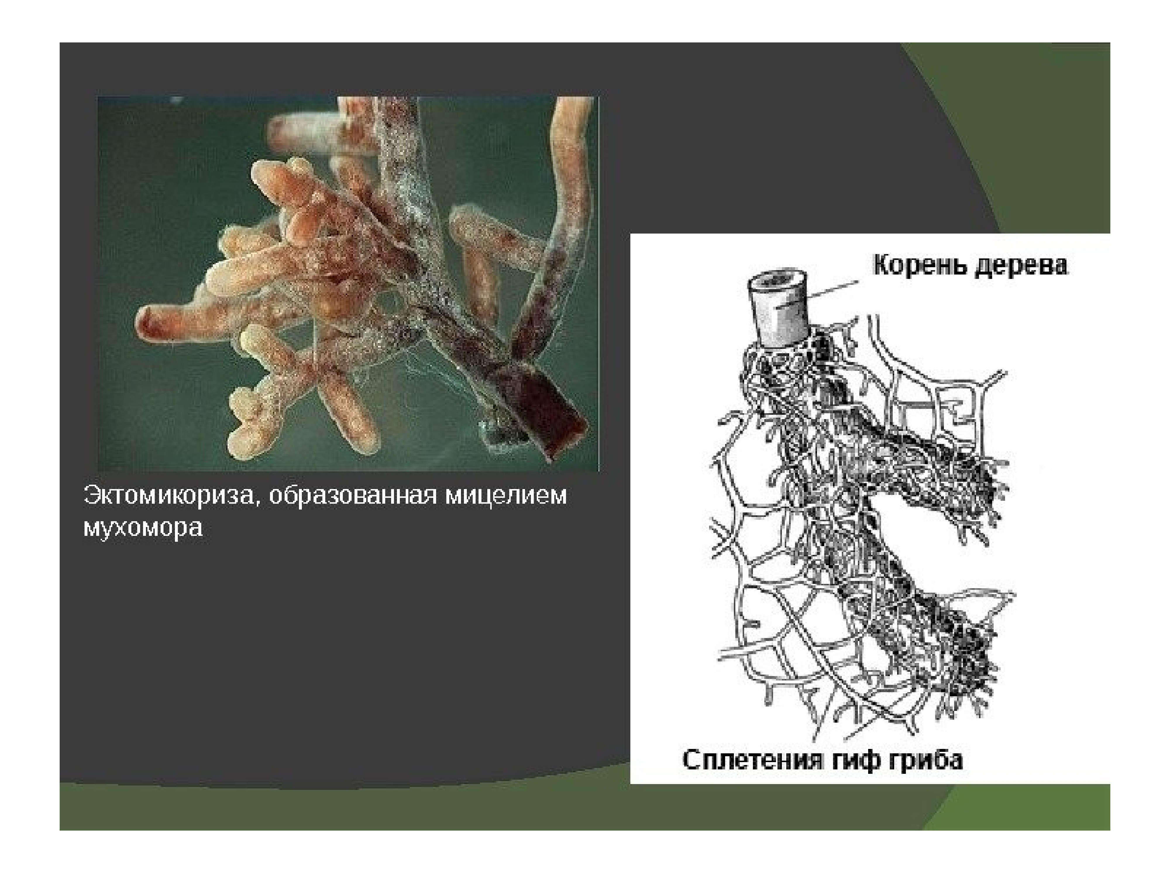 Арбускулярная микориза. Строение гриба микориза. Эктотрофная микориза. Строение эндотрофной микоризы.
