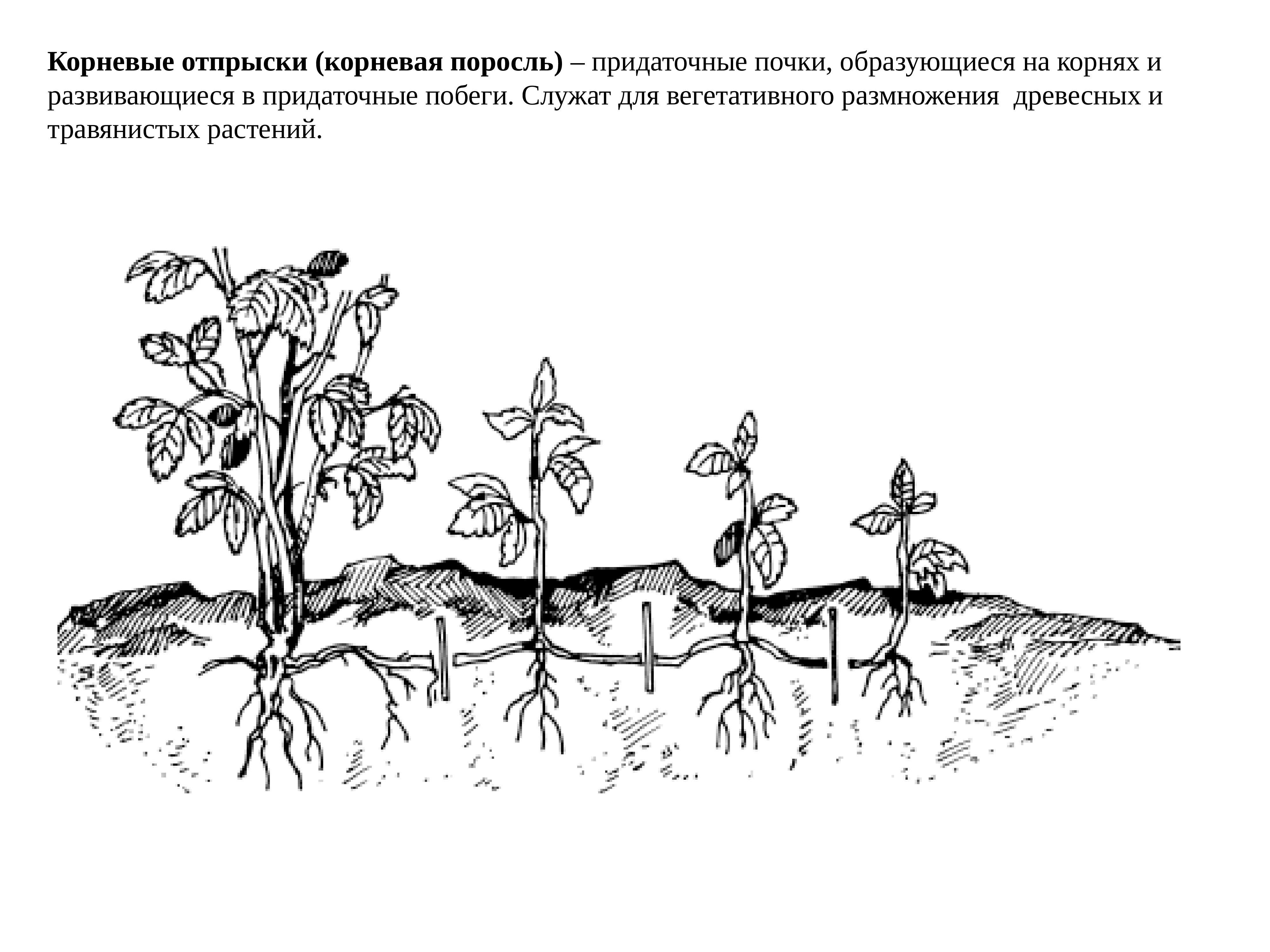 Корневые отпрыски. Корневые отпрыски малины. Размножение малины корневой порослью. Размножение корневыми отпрысками. Вегетативное размножение малины корневыми отпрысками.