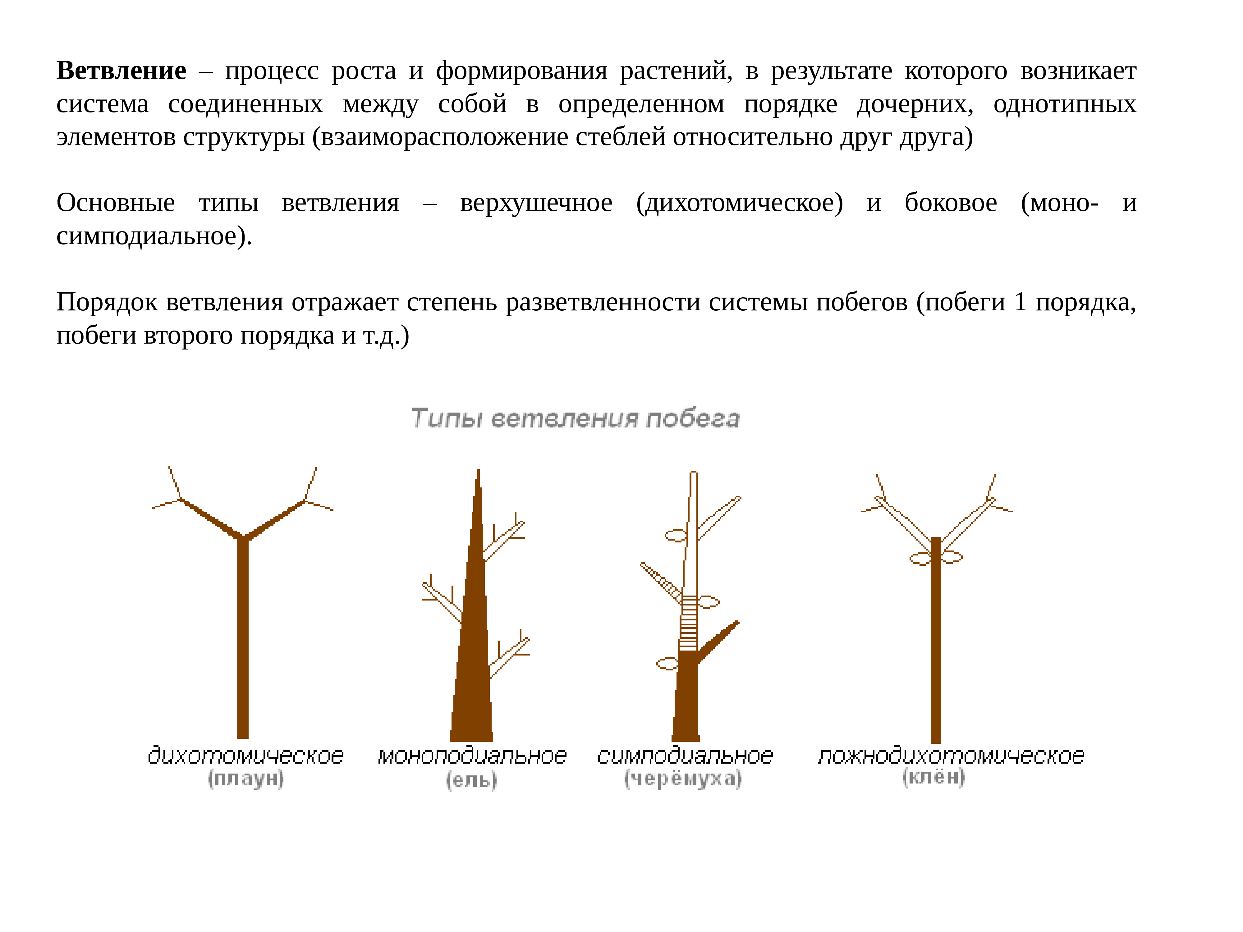 Установите соответствие между стеблями. Типы ветвления растений. Тип ветвления симподиальное. Моноподиальное и симподиальное ветвление. Основные типы ветвления побега.