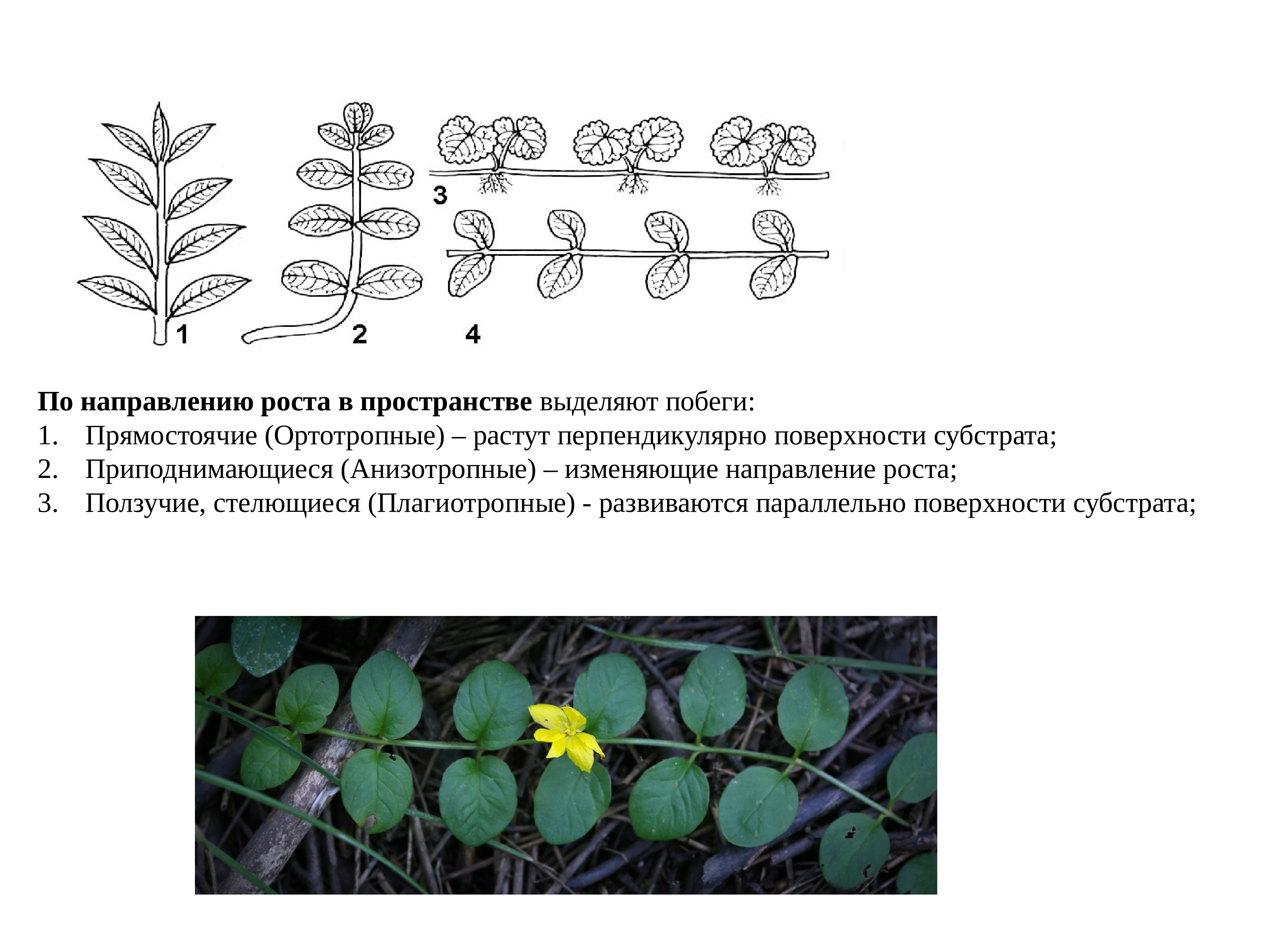 Направлению стебель. Ортотропный и плагиотропный побег. Побеги прямостоячий ортотропный. Побеги по направлению роста ортотропные. По направлению роста.