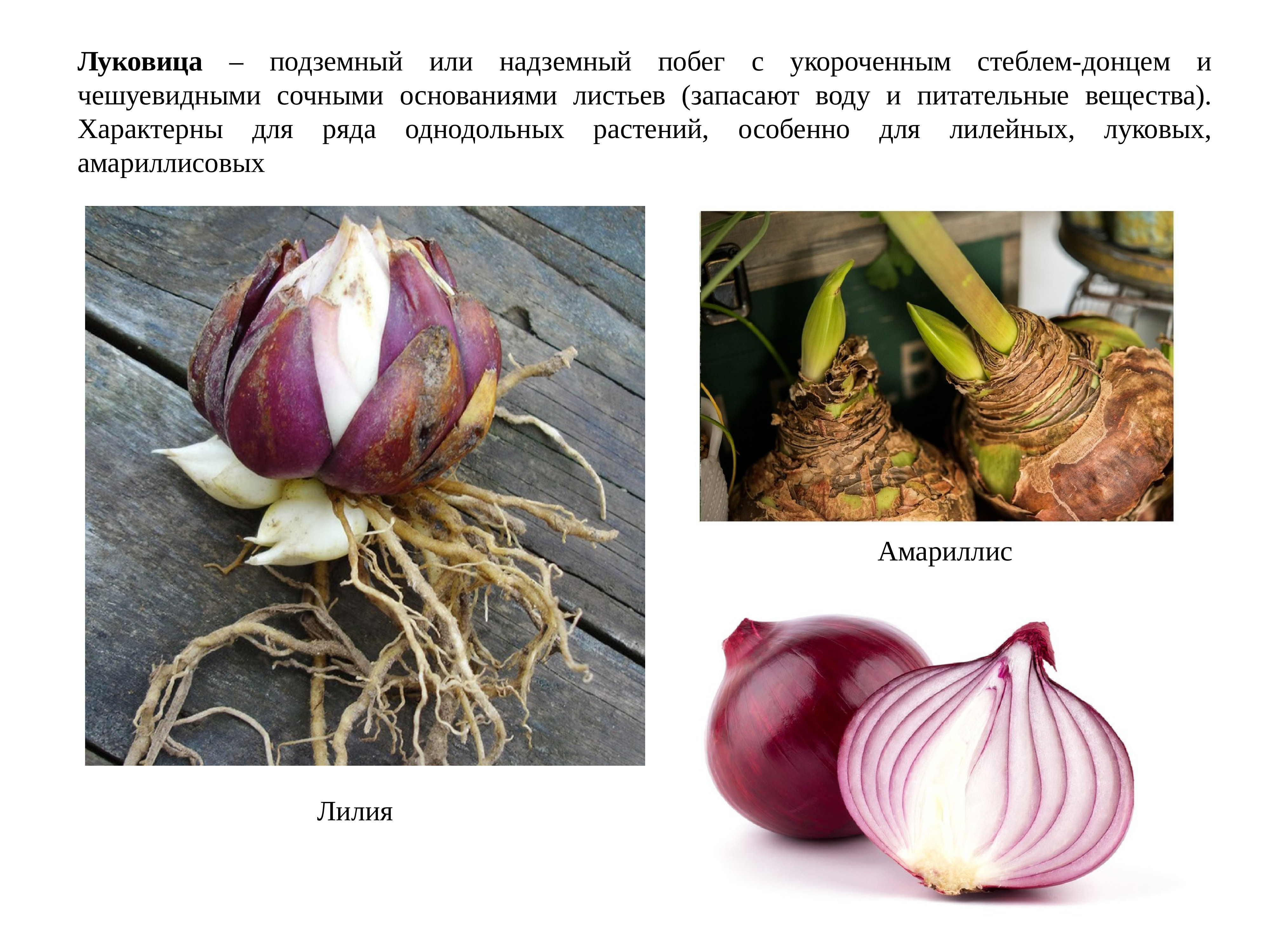 Наземный побег луковицы. Луковица надземный или подземный побег. Подземные луковицы. Луковица характерна для.