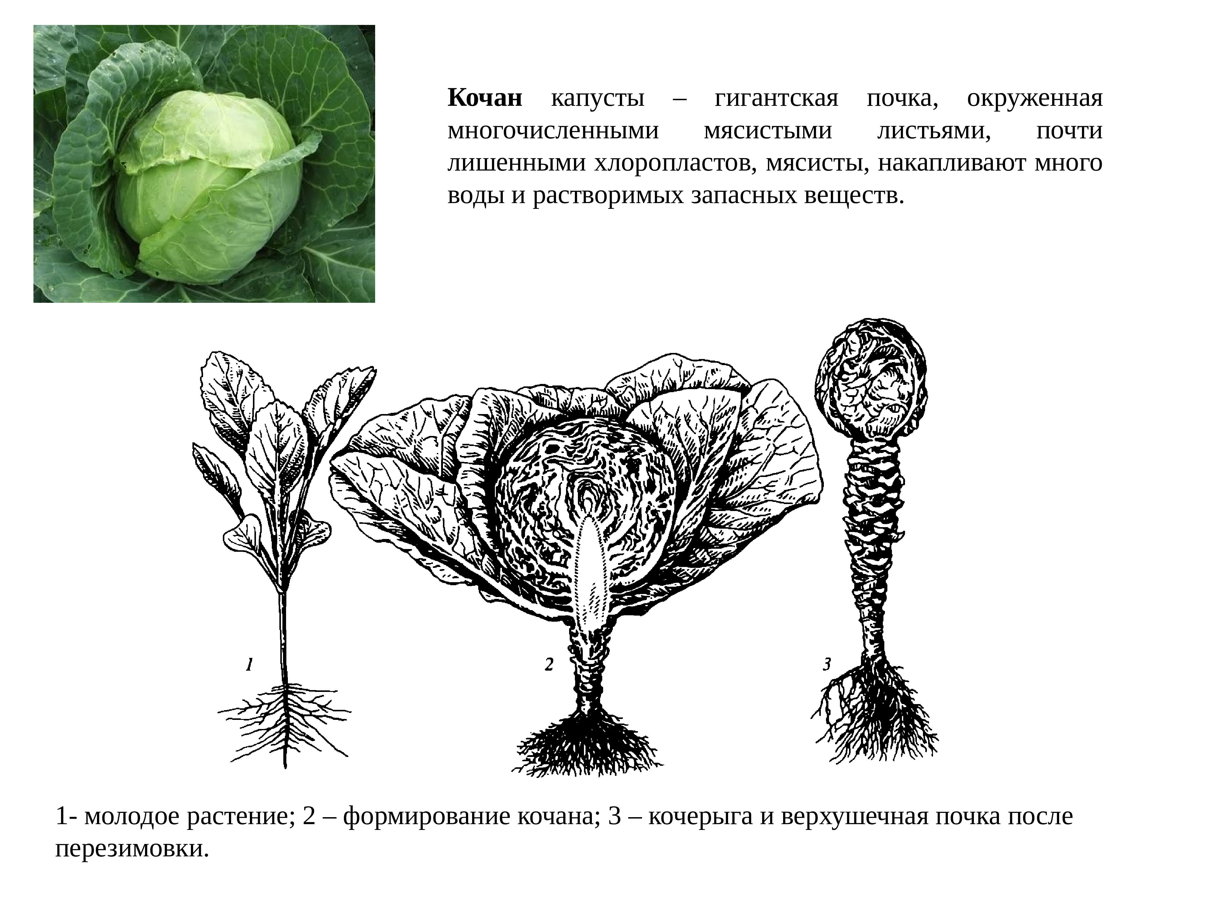 Капуста видоизмененный корень. Плод белокочанной капусты. Строение белокочанной капусты схема. Кочан капусты это плод. Капуста видоизмененный побег.
