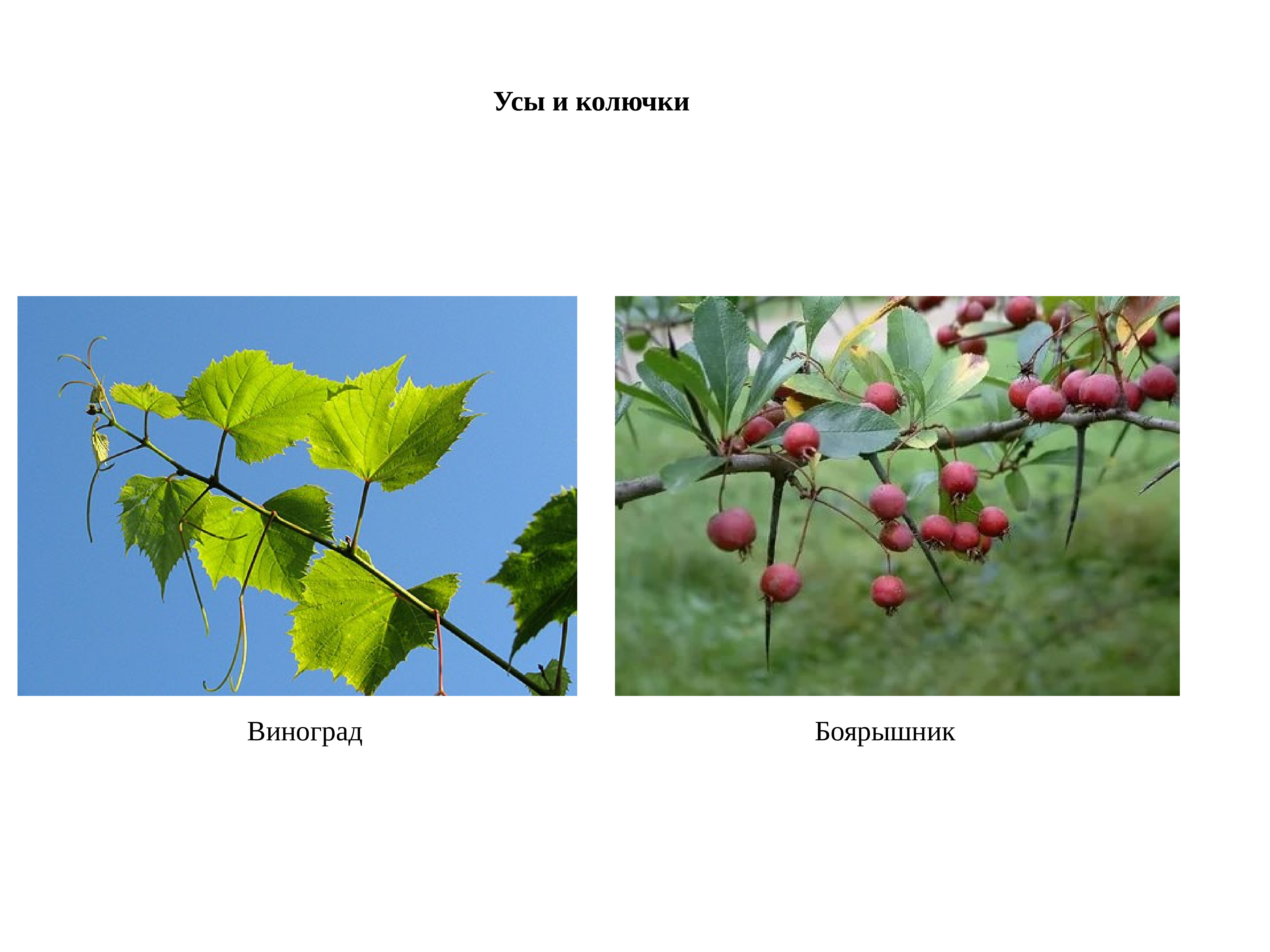 Рассмотрите рисунки растений боярышника и винограда найдите гомологичные органы